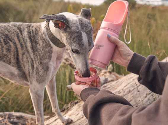 Stainless Steel Dog Travel Water Bottle (4 Fl Oz)