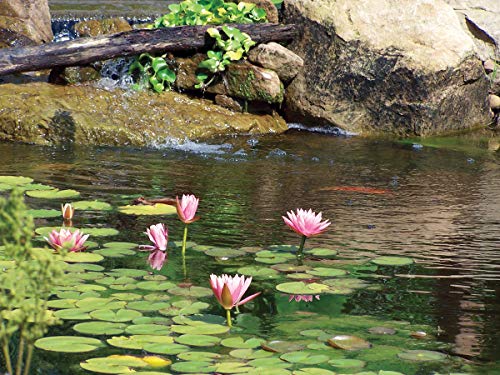 UltraKlear 2500 UV Pond Clarifier